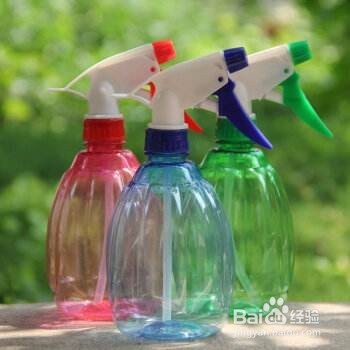 家庭种植--盆栽大蒜