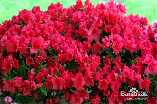 杜鹃花怎么养？