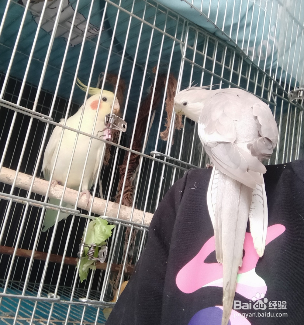 过年期间不在家,宠物鸟怎么办?