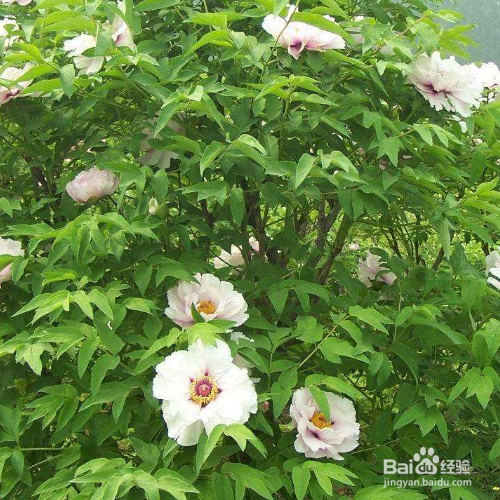 ​紫斑牡丹的种植技巧？