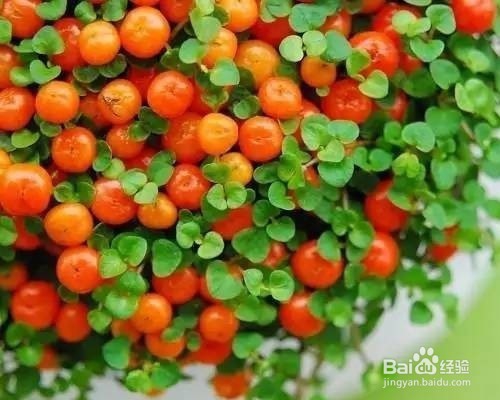 珍珠橙怎样养护