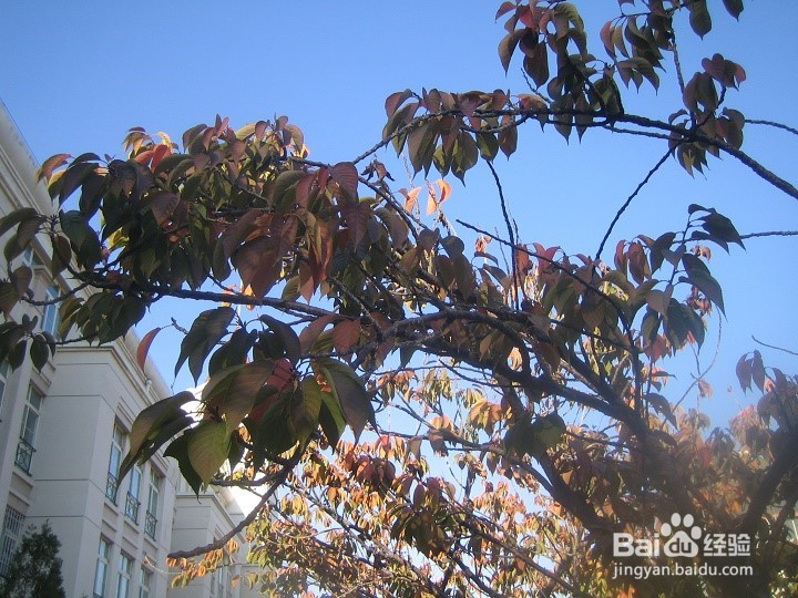 植物的种植要考虑车辆行驶的通道及停车位置