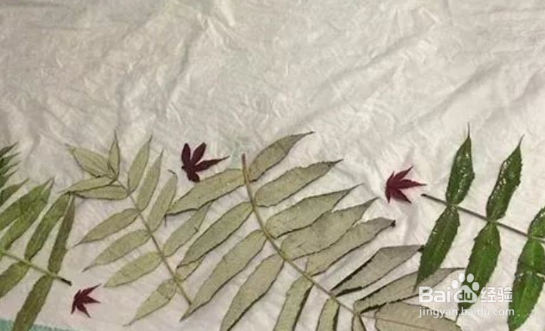 植物转印染方法