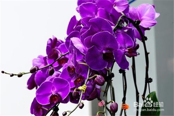 蝴蝶兰的养殖方法和注意事项都有什么？