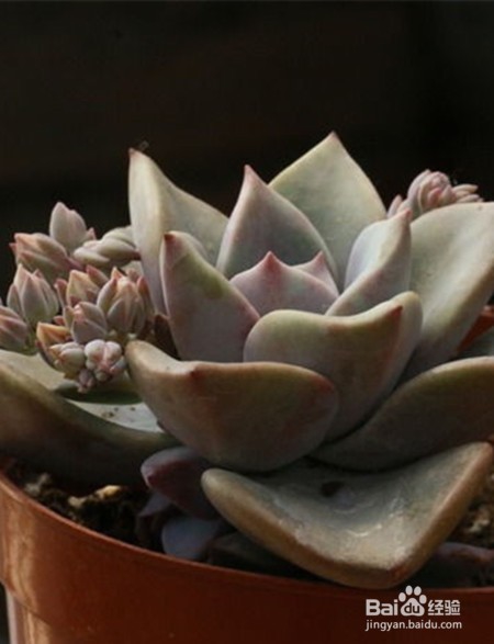 如何养好多肉植物初恋