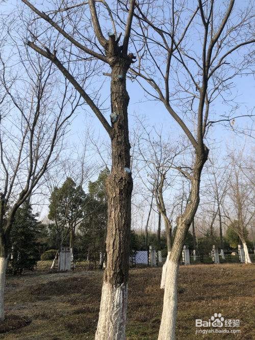 树根刷白色什么作用