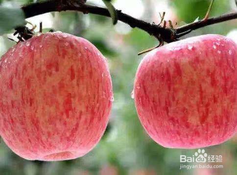 如何挑选香甜可口的苹果