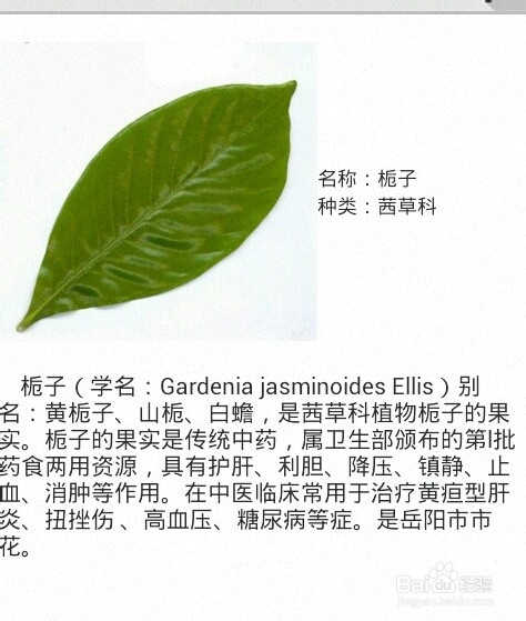 如何根据图片照片识别植物名称?