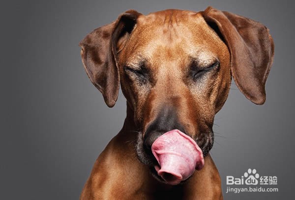 狗狗舔人的六大原因