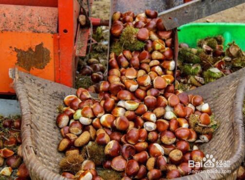 板栗功效与作用