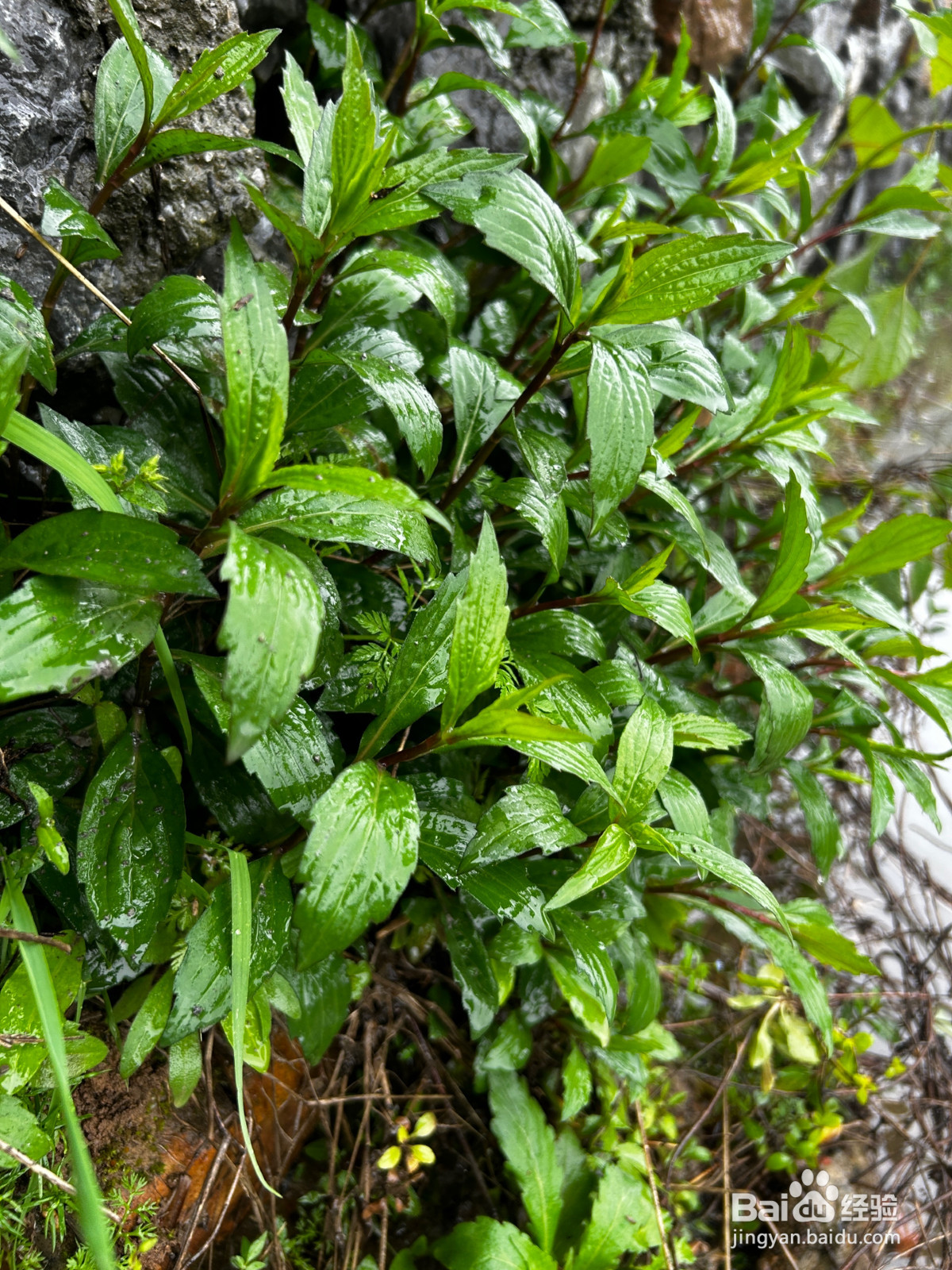 香干马兰头的做法