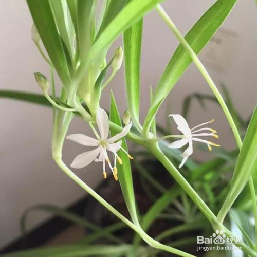 绿罗兰怎么养殖方法