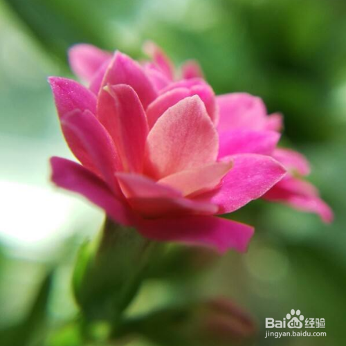 长寿花叶子长白斑而且还掉怎么办