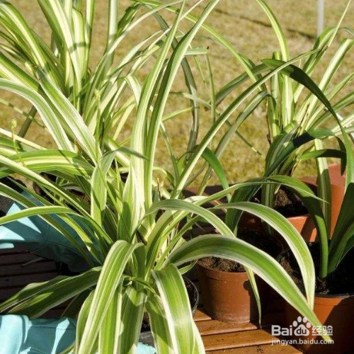 吊兰叶尖发黑干枯怎么处理