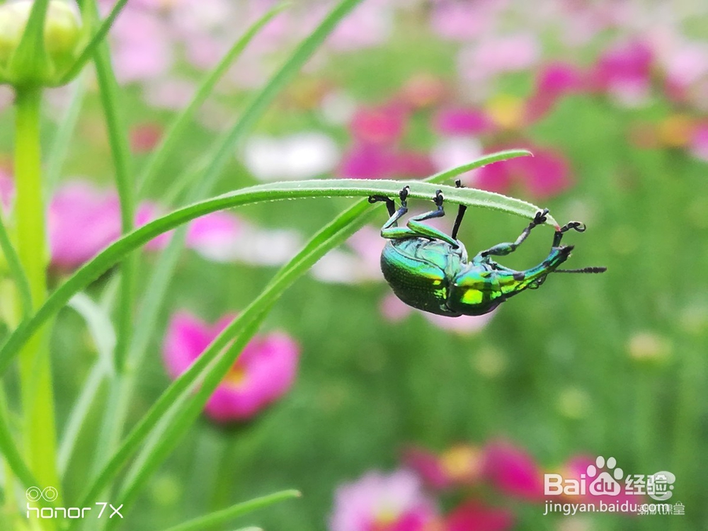 荣耀畅玩7X后置双摄像头 多拍照模式 #潮机课堂#