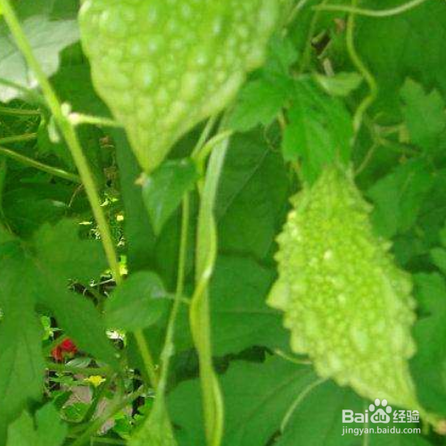 赖葡萄的培育方法和注意事项