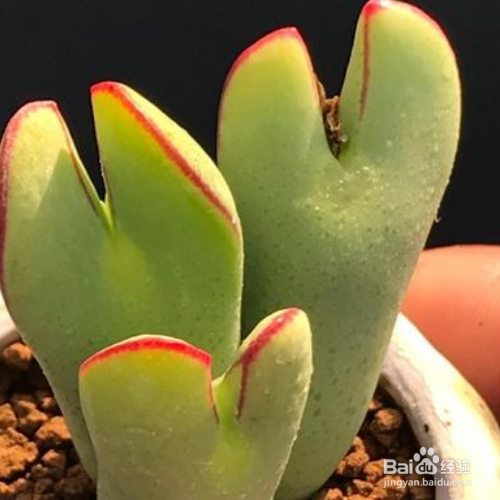 肉锥播种出苗后养护