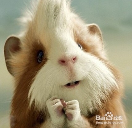 荷兰猪吃什么的呢