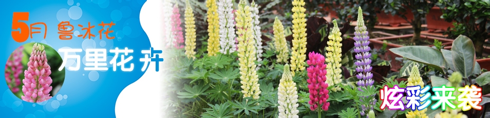 外出办事,家中花卉怎么浇水?