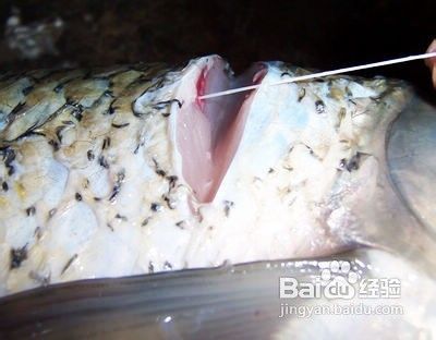 麻辣糖醋鱼块的作法