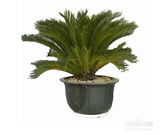 新房除甲醛这几个窍门你都知道吗？