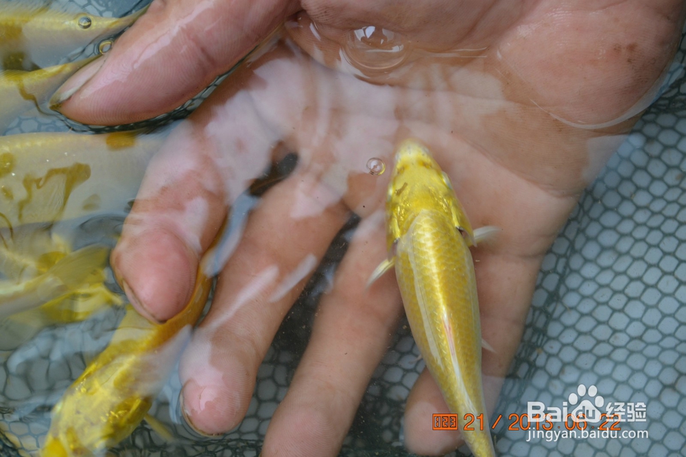 介绍锦鲤小常识