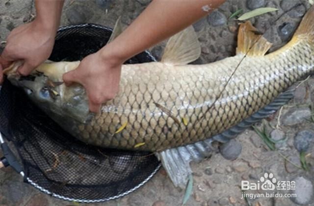 春钓鲤鱼的小诀窍详解