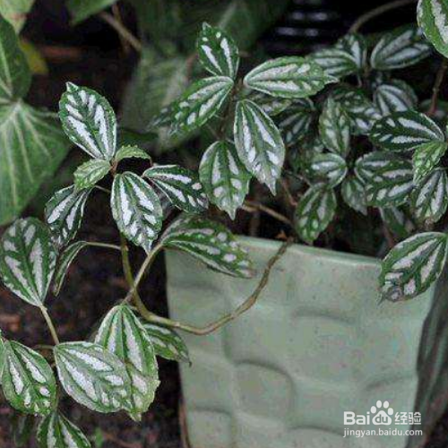 冷水花怎么养？