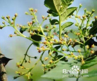 清香木和花椒木怎么区分