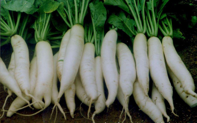 白萝卜的怎么素炒好吃