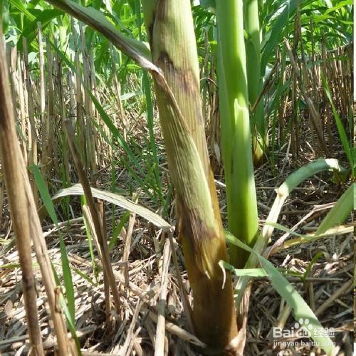 痒痒粉的简单制作方法