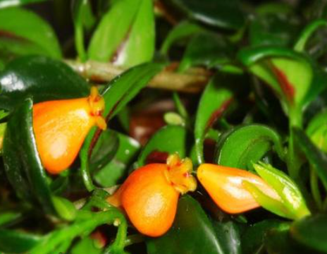 金鱼吊兰的修剪方法和注意事项是怎么样的