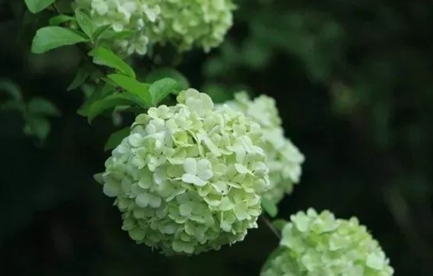 琼花和木绣球的区别