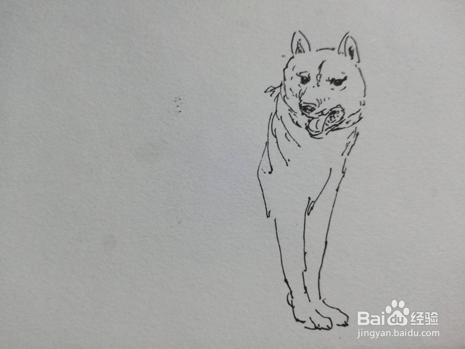 怎么画中华田园犬