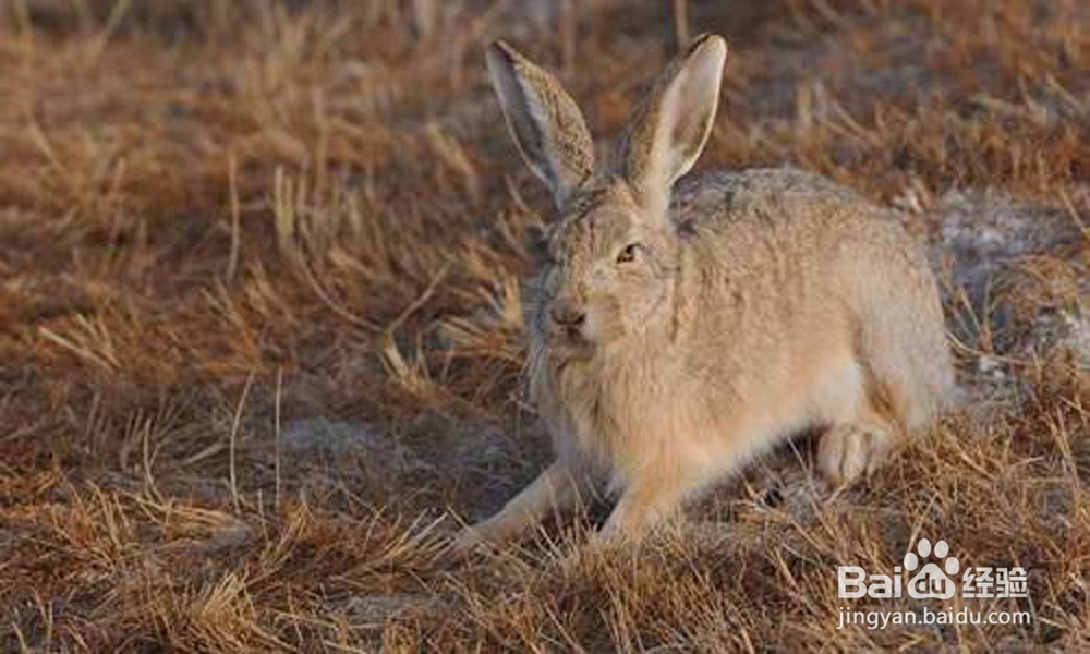 怎样找到野兔窝小野兔