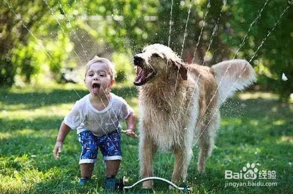 饲养宠物的注意事项以及如何照顾你的宠物