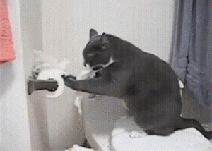 猫咪不惜被骂打翻东西的真正原因,好心酸!