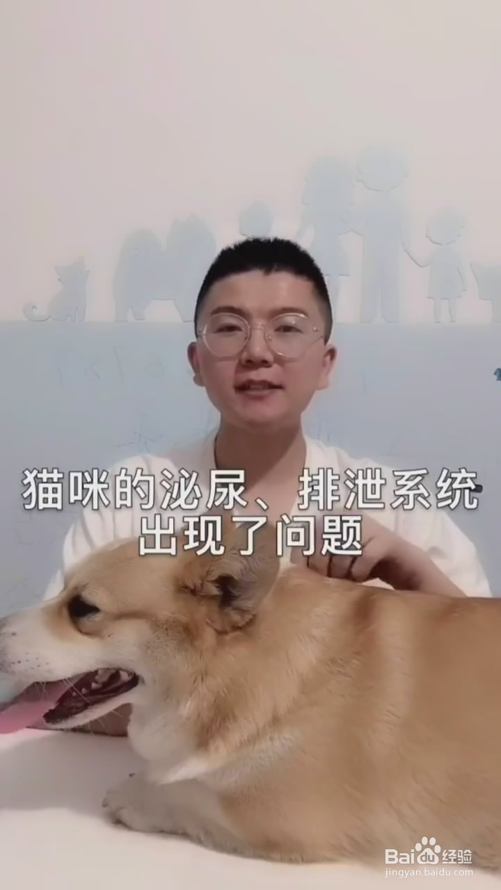 猫咪为什么乱拉乱尿