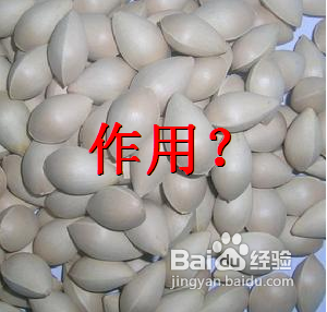 白果的功效与作用及食用方法