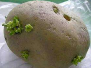 土豆长牙之后能不能吃