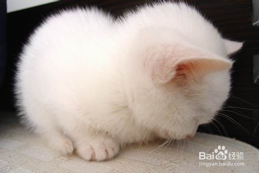 从qq头像快速读懂一个人内心！神准读心术！！