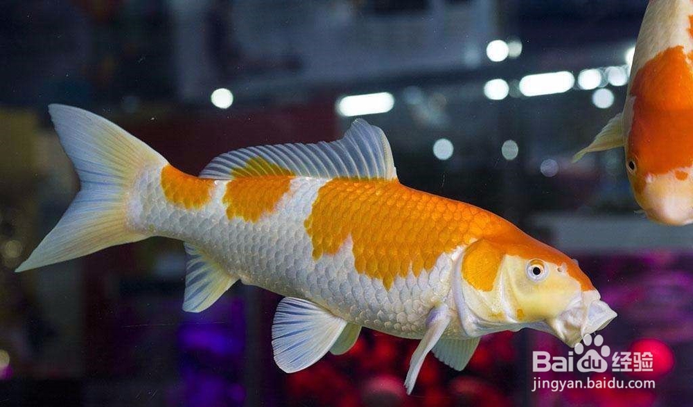 如何防治鱼鲺病