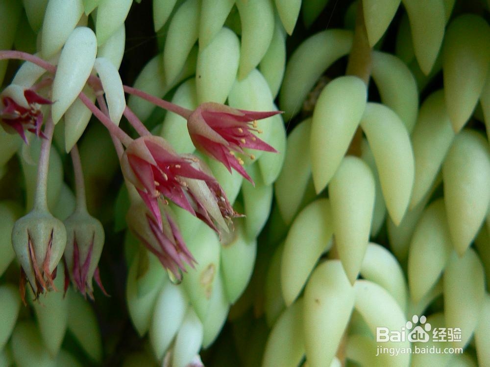 多肉植物拉丁属名小知识