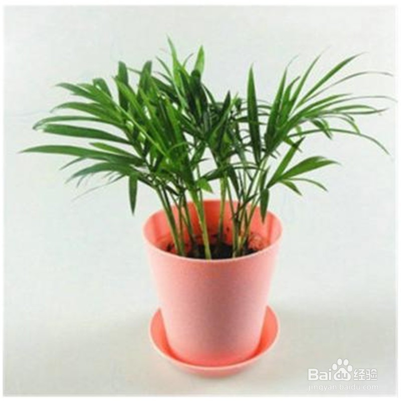 袖珍椰子养殖注意事项