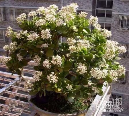 铁树开花难有些花100年开1次才是真绝色