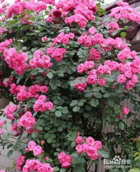 老花农的一颗月季真漂亮，难怪给他多少钱都不换