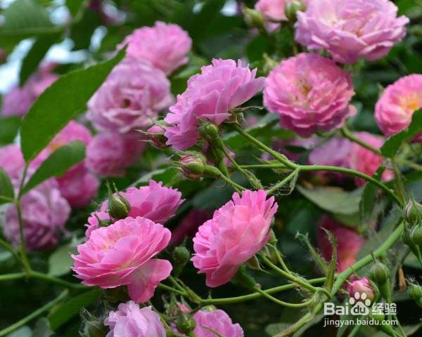 蔷薇怎么养殖？