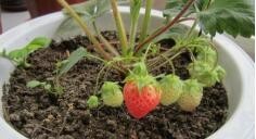 草莓是怎么种植的