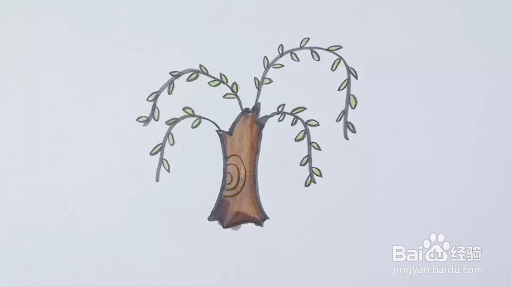 植物系列——教你怎么绘画植物柳树