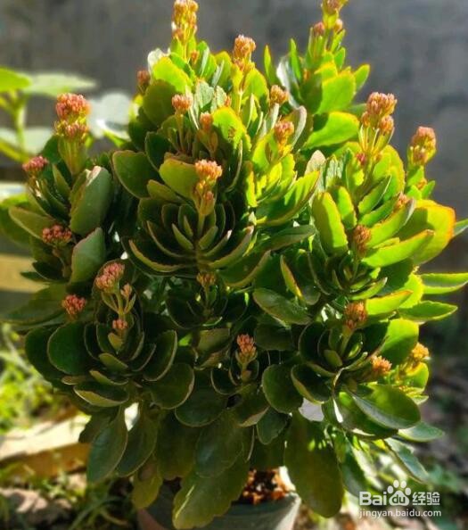 长寿花冻蔫了怎么办